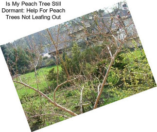 Is My Peach Tree Still Dormant: Help For Peach Trees Not Leafing Out