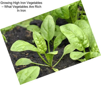 Growing High Iron Vegetables – What Vegetables Are Rich In Iron