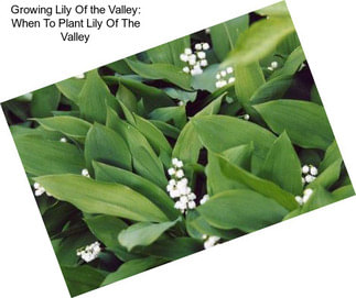 Growing Lily Of the Valley: When To Plant Lily Of The Valley