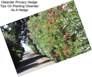 Oleander Privacy Hedge: Tips On Planting Oleander As A Hedge