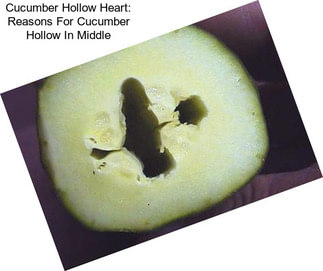 Cucumber Hollow Heart: Reasons For Cucumber Hollow In Middle
