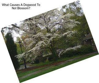 What Causes A Dogwood To Not Blossom?