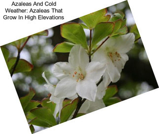 Azaleas And Cold Weather: Azaleas That Grow In High Elevations