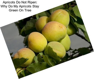 Apricots Do Not Ripen: Why Do My Apricots Stay Green On Tree