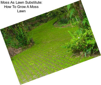 Moss As Lawn Substitute: How To Grow A Moss Lawn