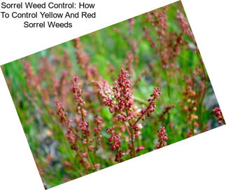Sorrel Weed Control: How To Control Yellow And Red Sorrel Weeds