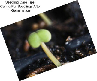 Seedling Care Tips: Caring For Seedlings After Germination