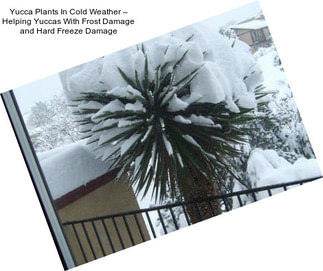 Yucca Plants In Cold Weather – Helping Yuccas With Frost Damage and Hard Freeze Damage