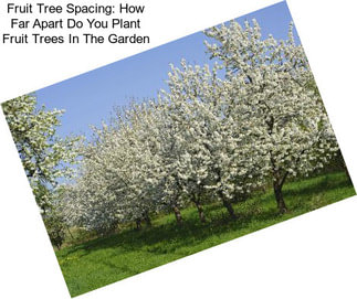 Fruit Tree Spacing: How Far Apart Do You Plant Fruit Trees In The Garden