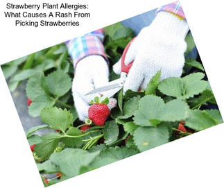 Strawberry Plant Allergies: What Causes A Rash From Picking Strawberries