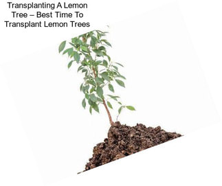 Transplanting A Lemon Tree – Best Time To Transplant Lemon Trees