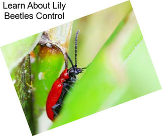 Learn About Lily Beetles Control