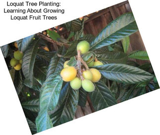 Loquat Tree Planting: Learning About Growing Loquat Fruit Trees