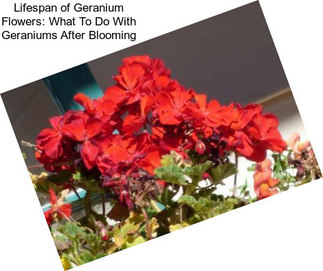 Lifespan of Geranium Flowers: What To Do With Geraniums After Blooming