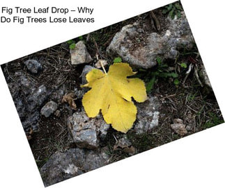 Fig Tree Leaf Drop – Why Do Fig Trees Lose Leaves