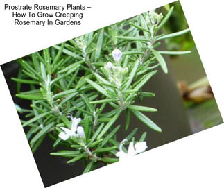 Prostrate Rosemary Plants – How To Grow Creeping Rosemary In Gardens