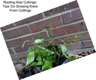 Rooting Kiwi Cuttings: Tips On Growing Kiwis From Cuttings