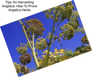 Tips On Harvesting Angelica: How To Prune Angelica Herbs