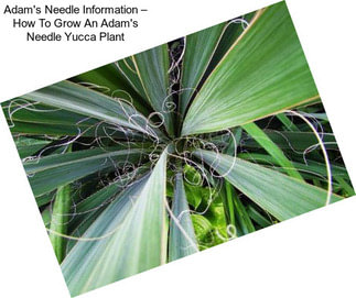 Adam\'s Needle Information – How To Grow An Adam\'s Needle Yucca Plant