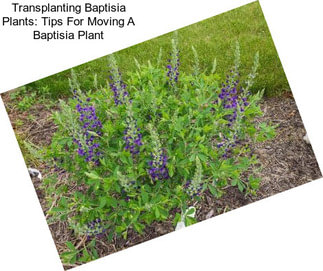 Transplanting Baptisia Plants: Tips For Moving A Baptisia Plant