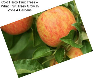 Cold Hardy Fruit Trees – What Fruit Trees Grow In Zone 4 Gardens