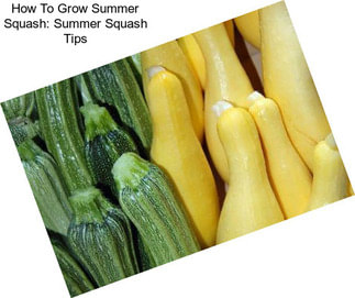 How To Grow Summer Squash: Summer Squash Tips