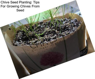 Chive Seed Planting: Tips For Growing Chives From Seed