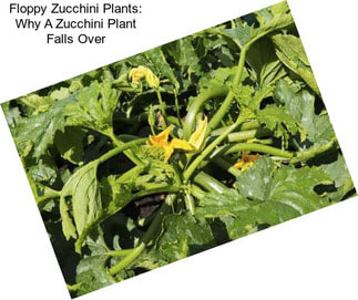 Floppy Zucchini Plants: Why A Zucchini Plant Falls Over