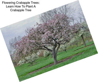 Flowering Crabapple Trees: Learn How To Plant A Crabapple Tree