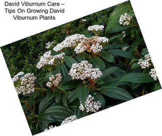 David Viburnum Care – Tips On Growing David Viburnum Plants