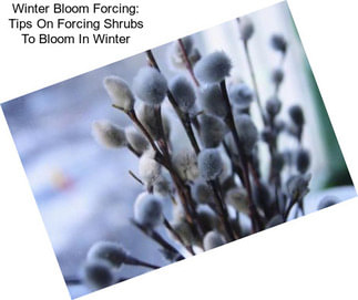 Winter Bloom Forcing: Tips On Forcing Shrubs To Bloom In Winter