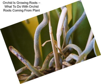 Orchid Is Growing Roots – What To Do With Orchid Roots Coming From Plant