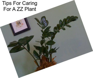 Tips For Caring For A ZZ Plant