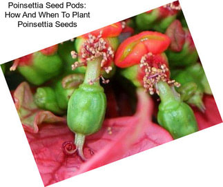 Poinsettia Seed Pods: How And When To Plant Poinsettia Seeds