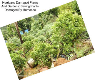 Hurricane Damaged Plants And Gardens: Saving Plants Damaged By Hurricane