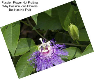 Passion Flower Not Fruiting: Why Passion Vine Flowers But Has No Fruit