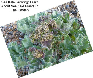 Sea Kale Growing: Learn About Sea Kale Plants In The Garden