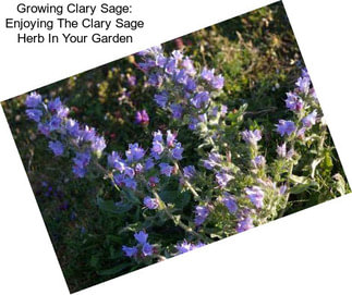 Growing Clary Sage: Enjoying The Clary Sage Herb In Your Garden