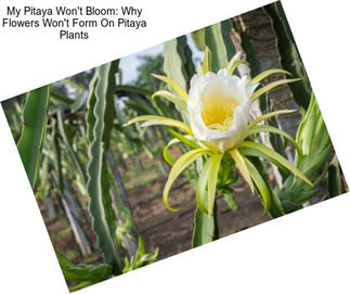 My Pitaya Won\'t Bloom: Why Flowers Won\'t Form On Pitaya Plants