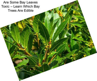Are Some Bay Leaves Toxic – Learn Which Bay Trees Are Edible