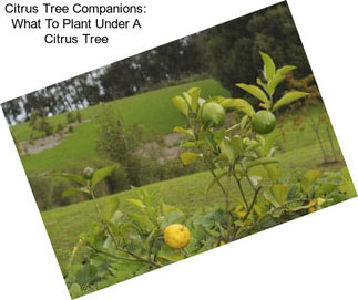 Citrus Tree Companions: What To Plant Under A Citrus Tree