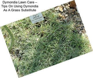 Dymondia Lawn Care – Tips On Using Dymondia As A Grass Substitute