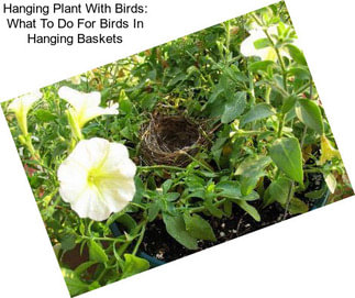 Hanging Plant With Birds: What To Do For Birds In Hanging Baskets