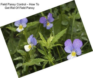 Field Pansy Control – How To Get Rid Of Field Pansy