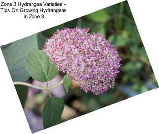 Zone 3 Hydrangea Varieties – Tips On Growing Hydrangeas In Zone 3