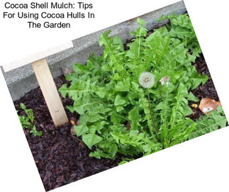 Cocoa Shell Mulch: Tips For Using Cocoa Hulls In The Garden