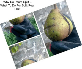 Why Do Pears Split – What To Do For Split Pear Fruit