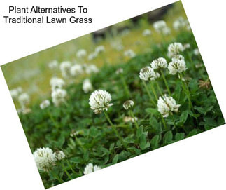 Plant Alternatives To Traditional Lawn Grass