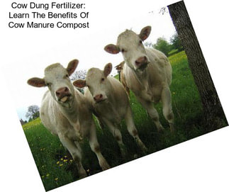 Cow Dung Fertilizer: Learn The Benefits Of Cow Manure Compost