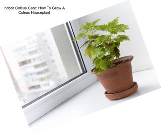 Indoor Coleus Care: How To Grow A Coleus Houseplant